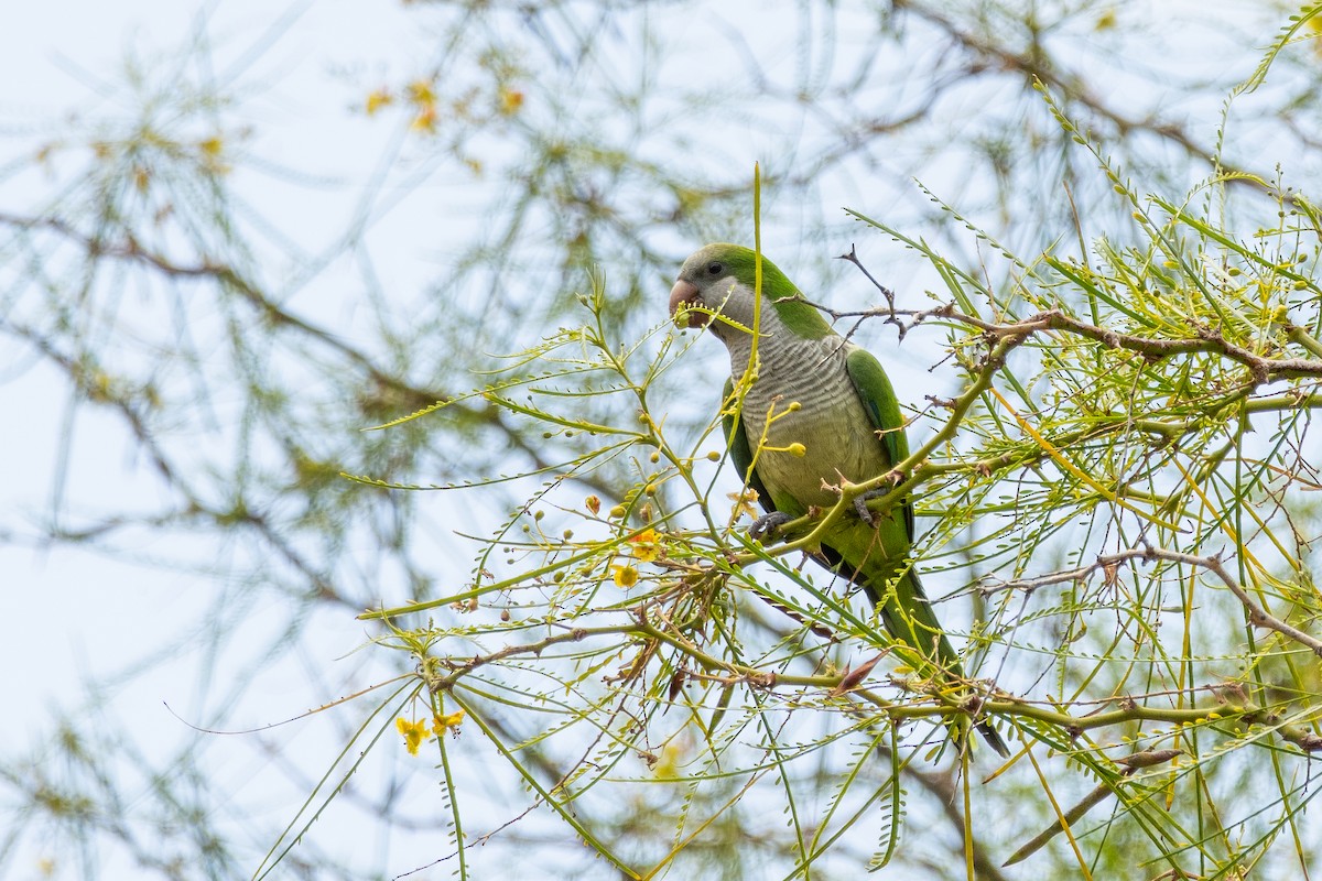 Monk Parakeet - ML642831188