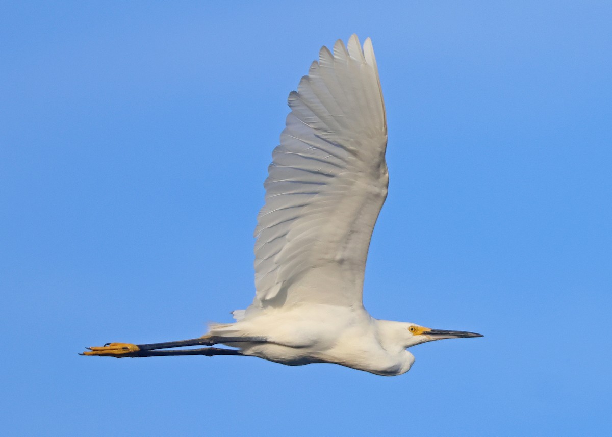 Snowy Egret - ML642831189