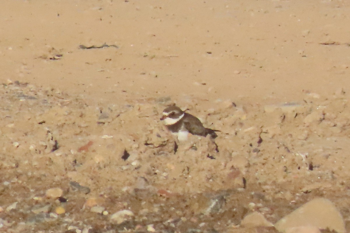 Semipalmated Plover - ML642831190