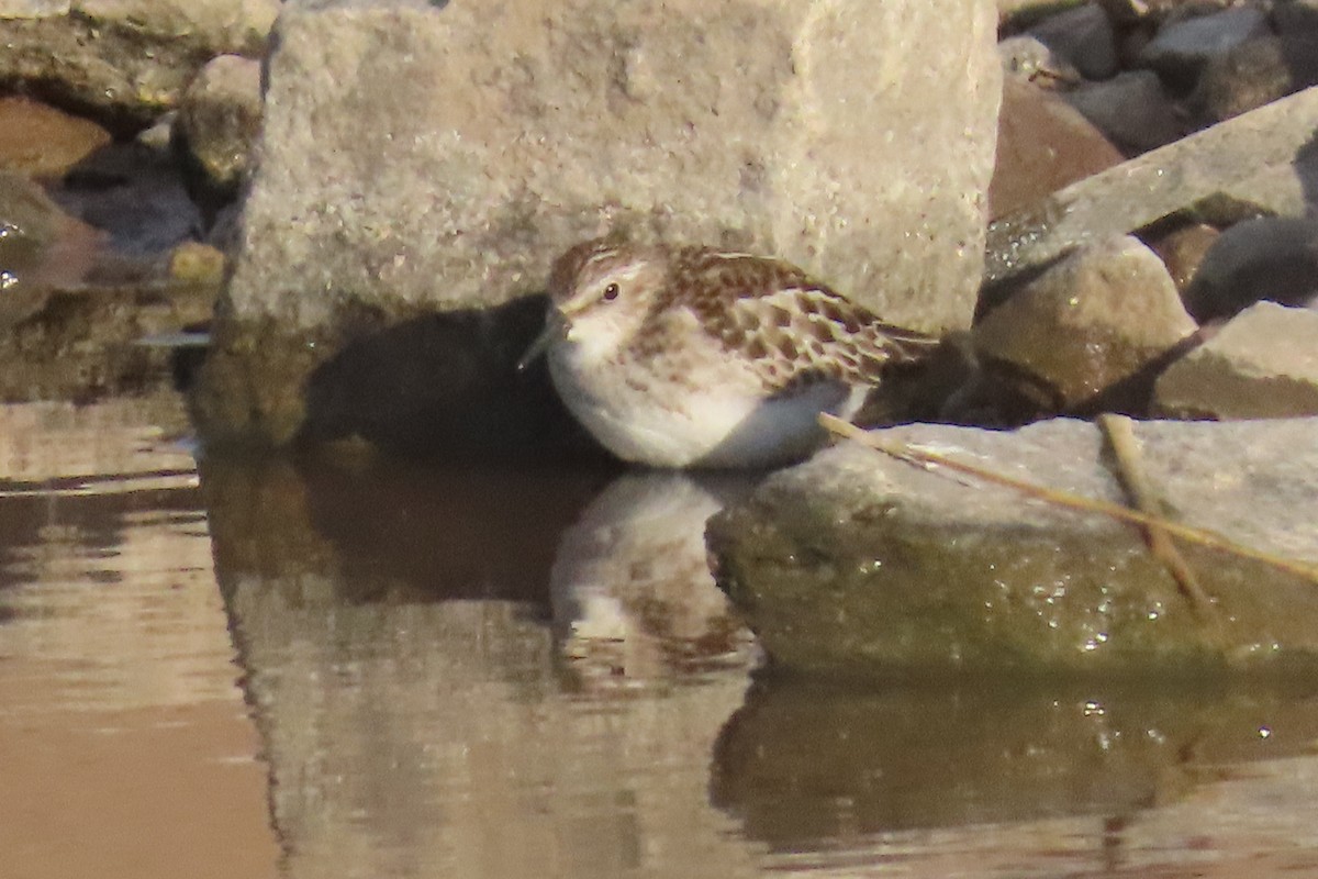 Semipalmated Sandpiper - ML642831194