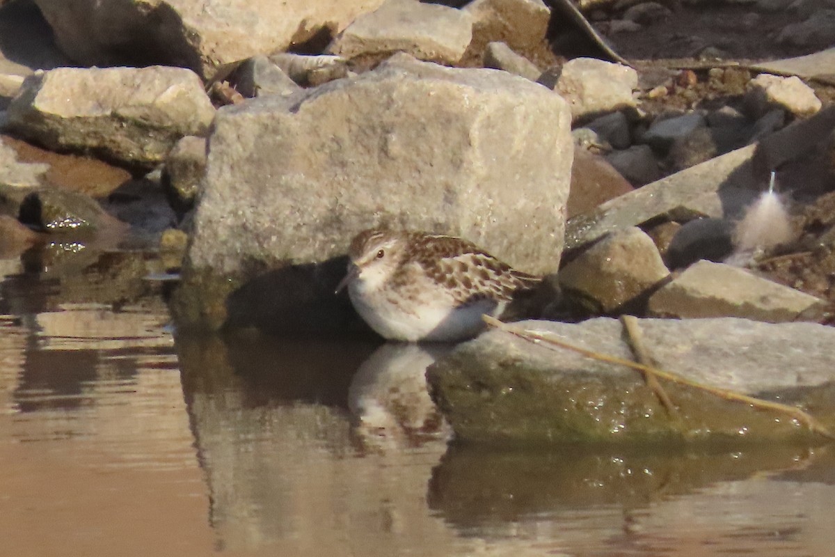 Semipalmated Sandpiper - ML642831195