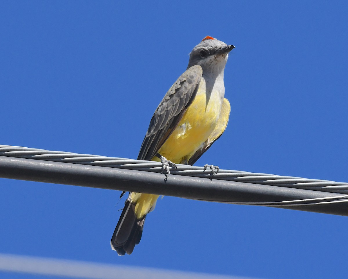 Western Kingbird - ML642831200