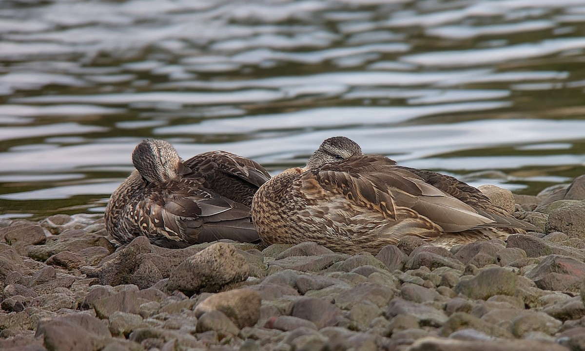 Mallard - ML642831208