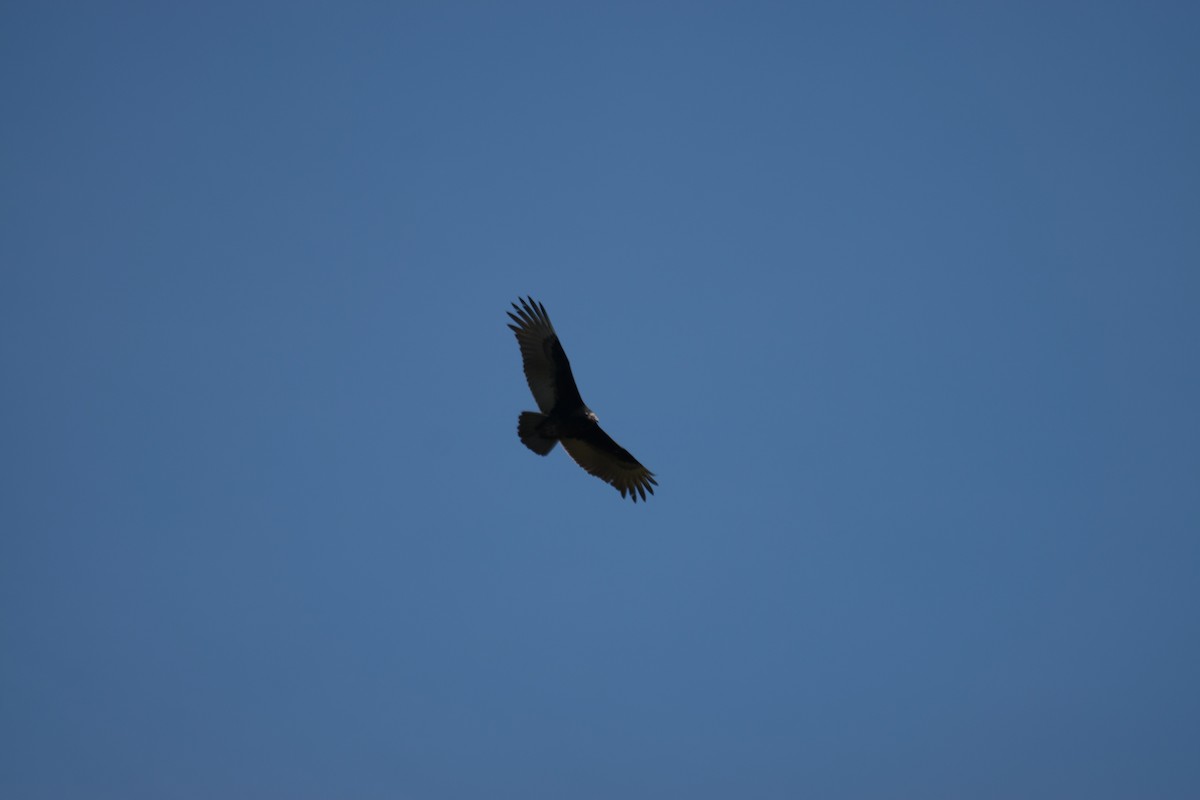 Turkey Vulture - ML642831210