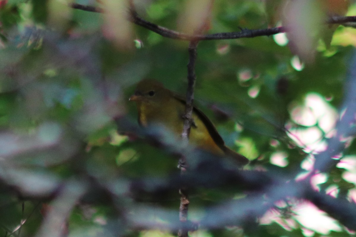 Scarlet Tanager - ML642831211