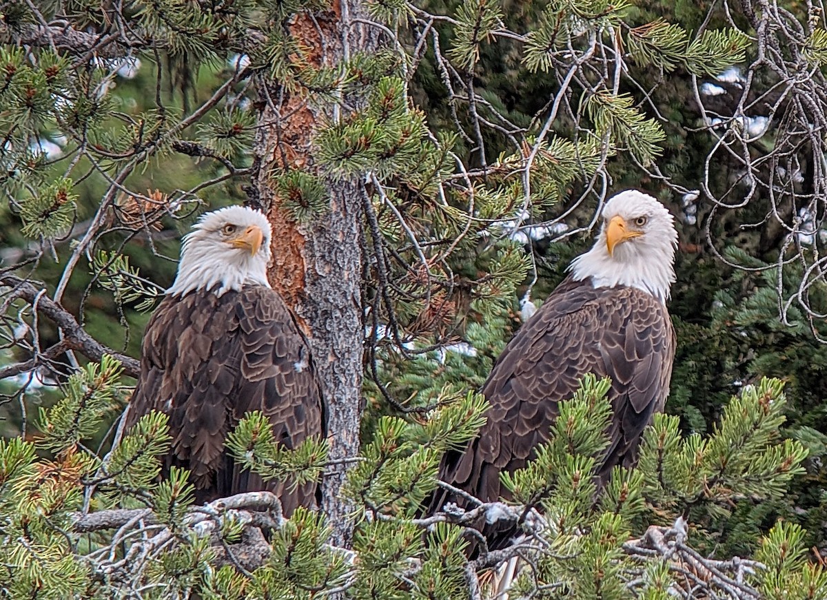 Bald Eagle - ML642831213