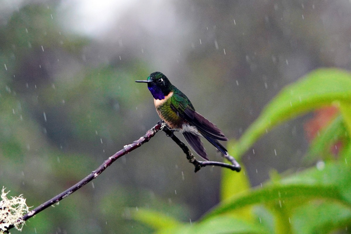 Amethyst-throated Sunangel - ML642831218