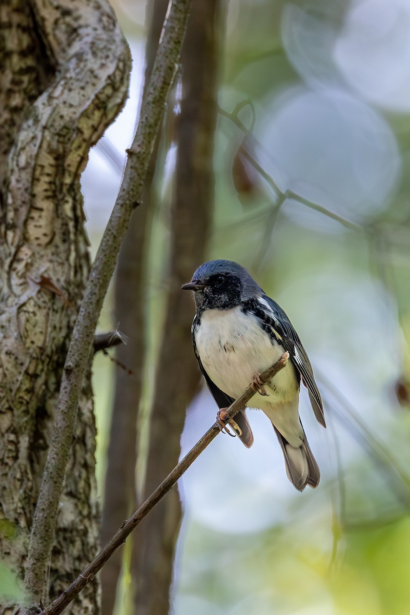 Black-throated Blue Warbler - ML642831221