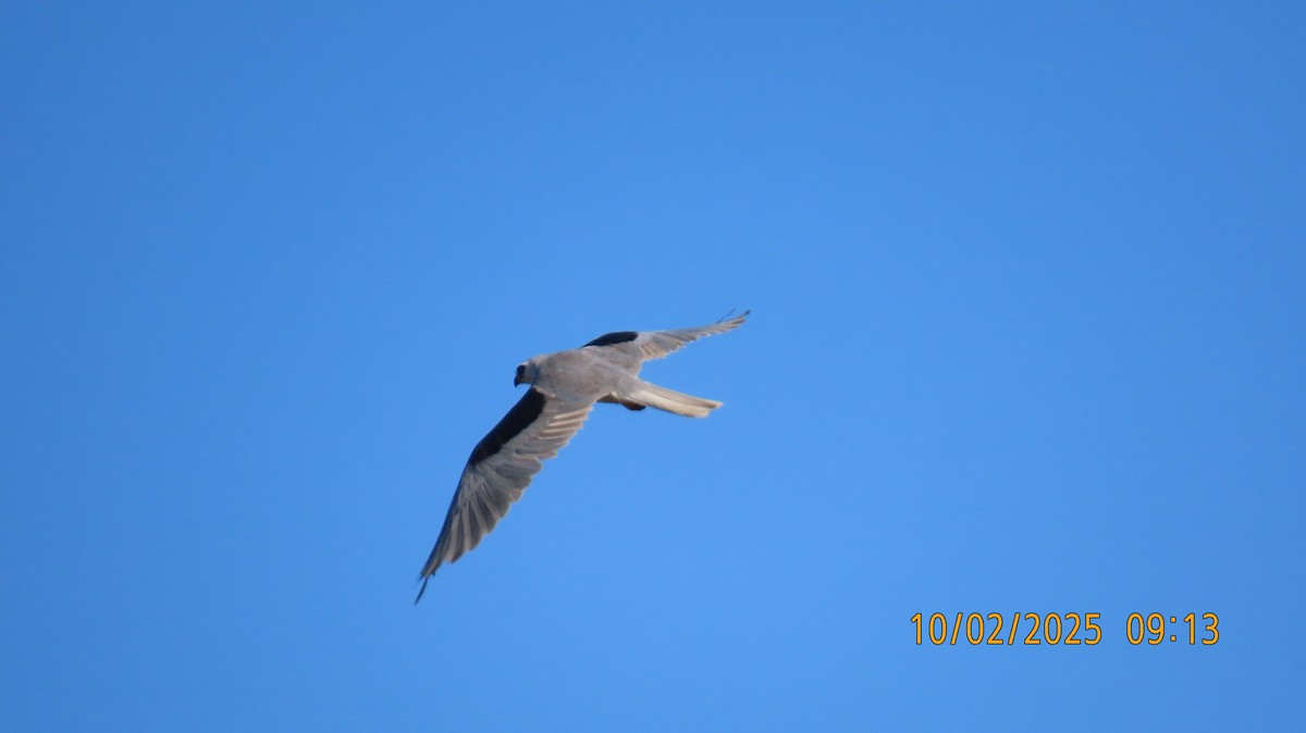 White-tailed Kite - ML642831227