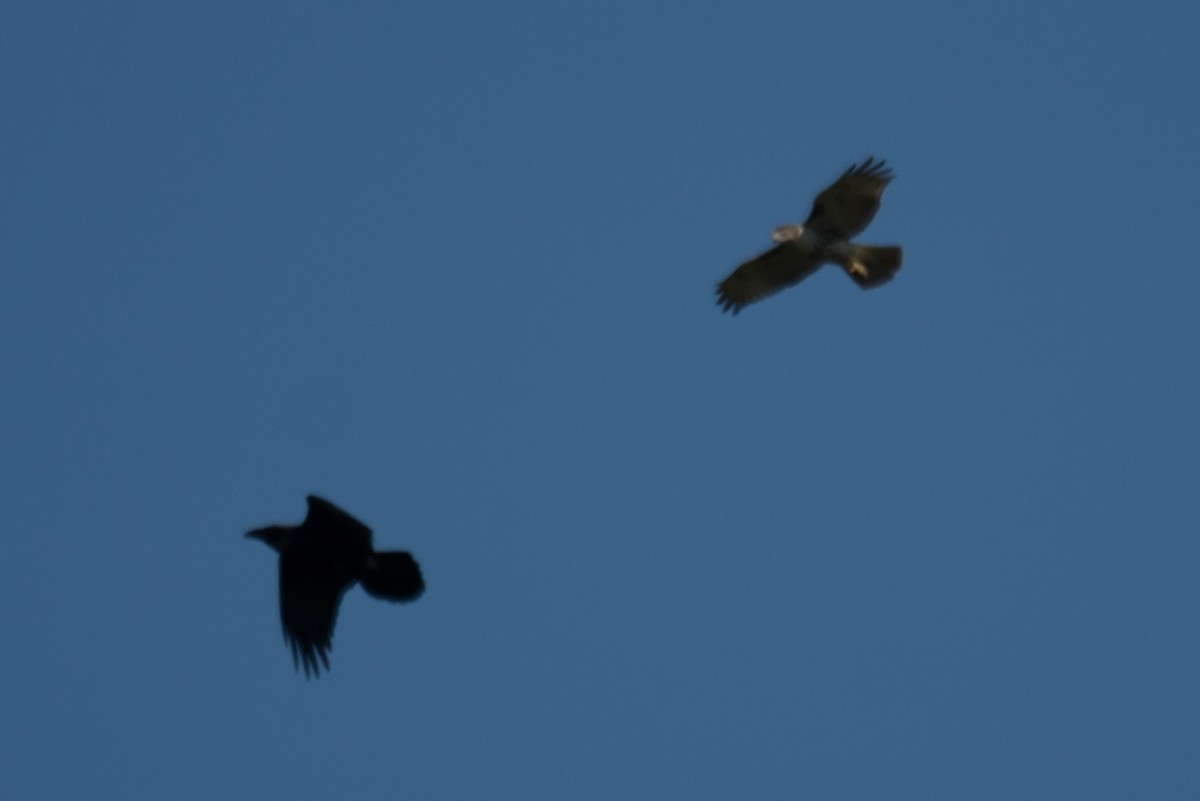 Common Raven - ML642831234