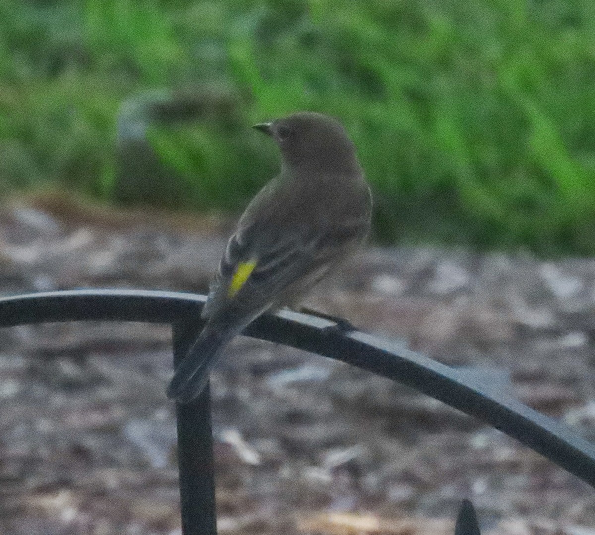 Yellow-rumped Warbler - ML642831236