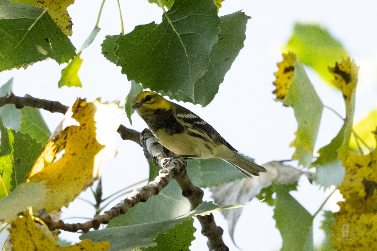 Black-throated Green Warbler - ML642831238