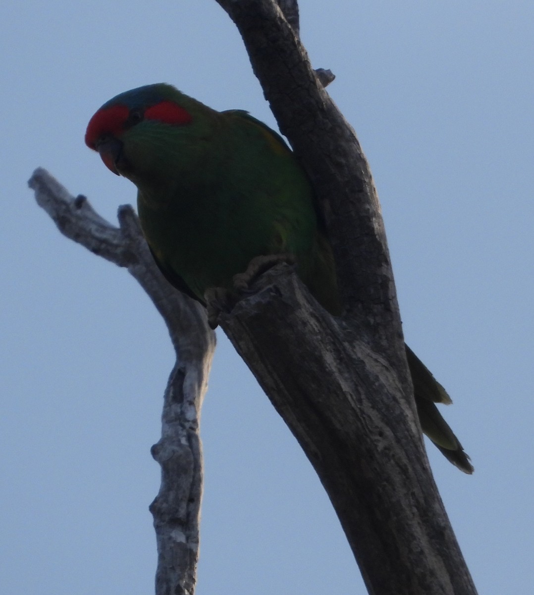Musk Lorikeet - ML642831239