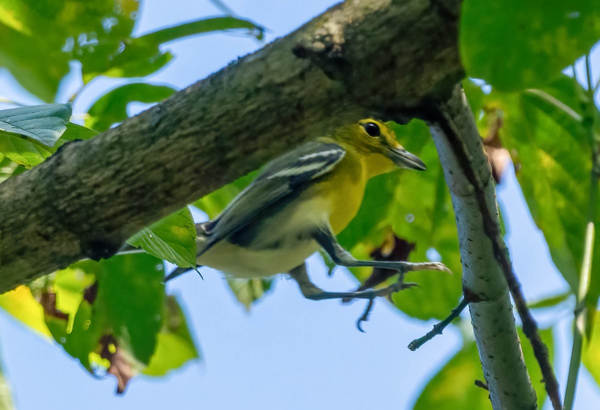 Yellow-throated Vireo - ML642831240