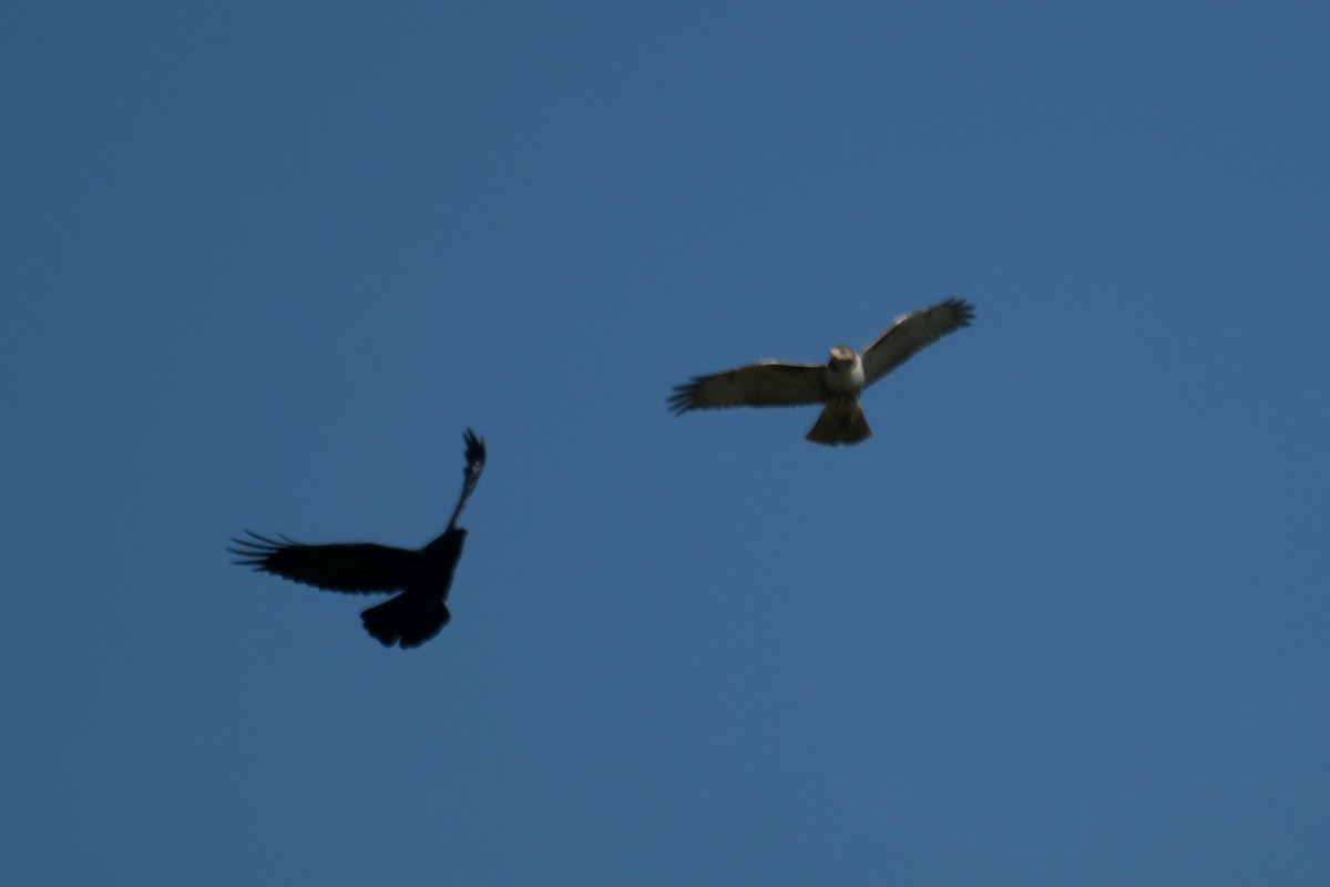 Common Raven - ML642831244