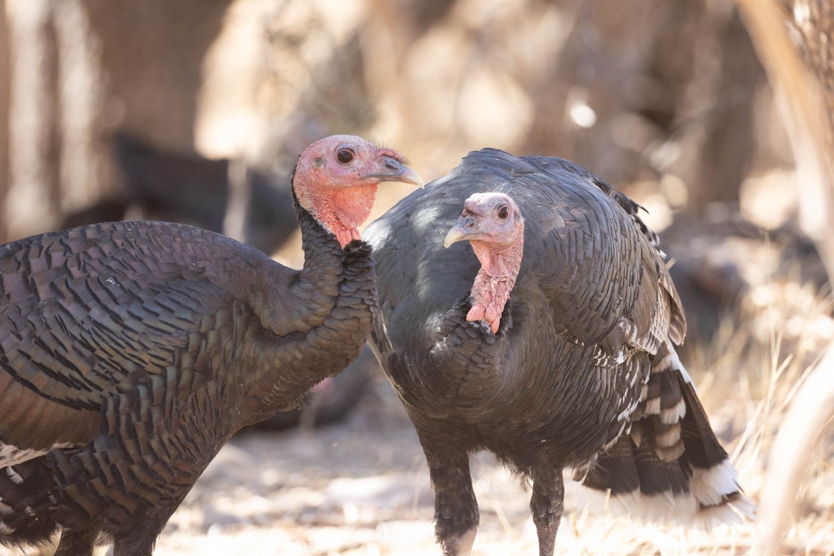 Wild Turkey - ML642831245