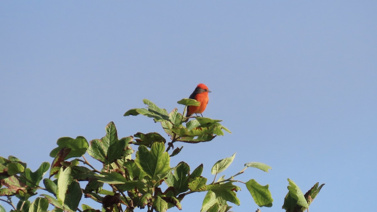 Vermilion Flycatcher - ML642831246