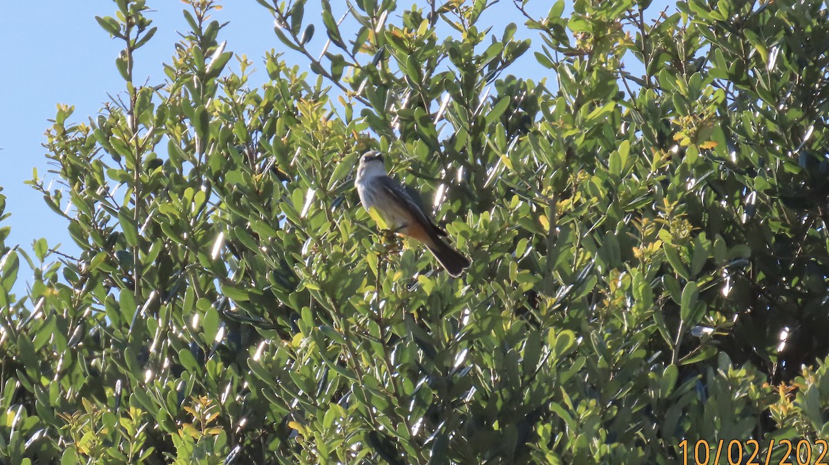 Vermilion Flycatcher - ML642831247