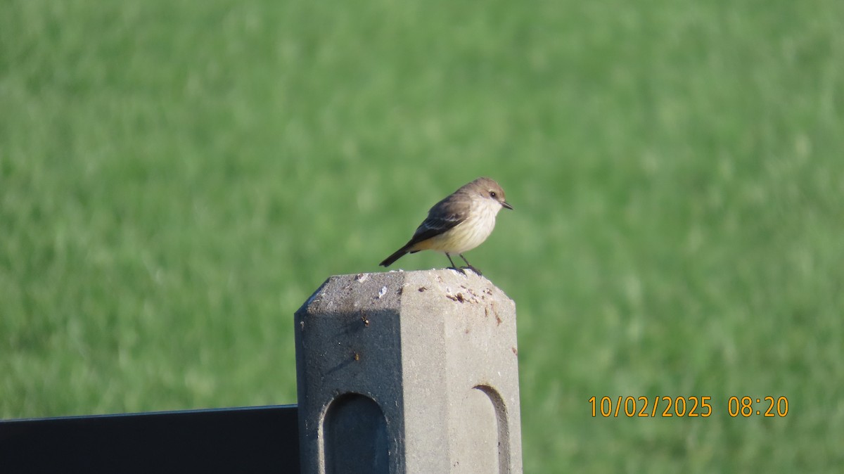 Vermilion Flycatcher - ML642831248