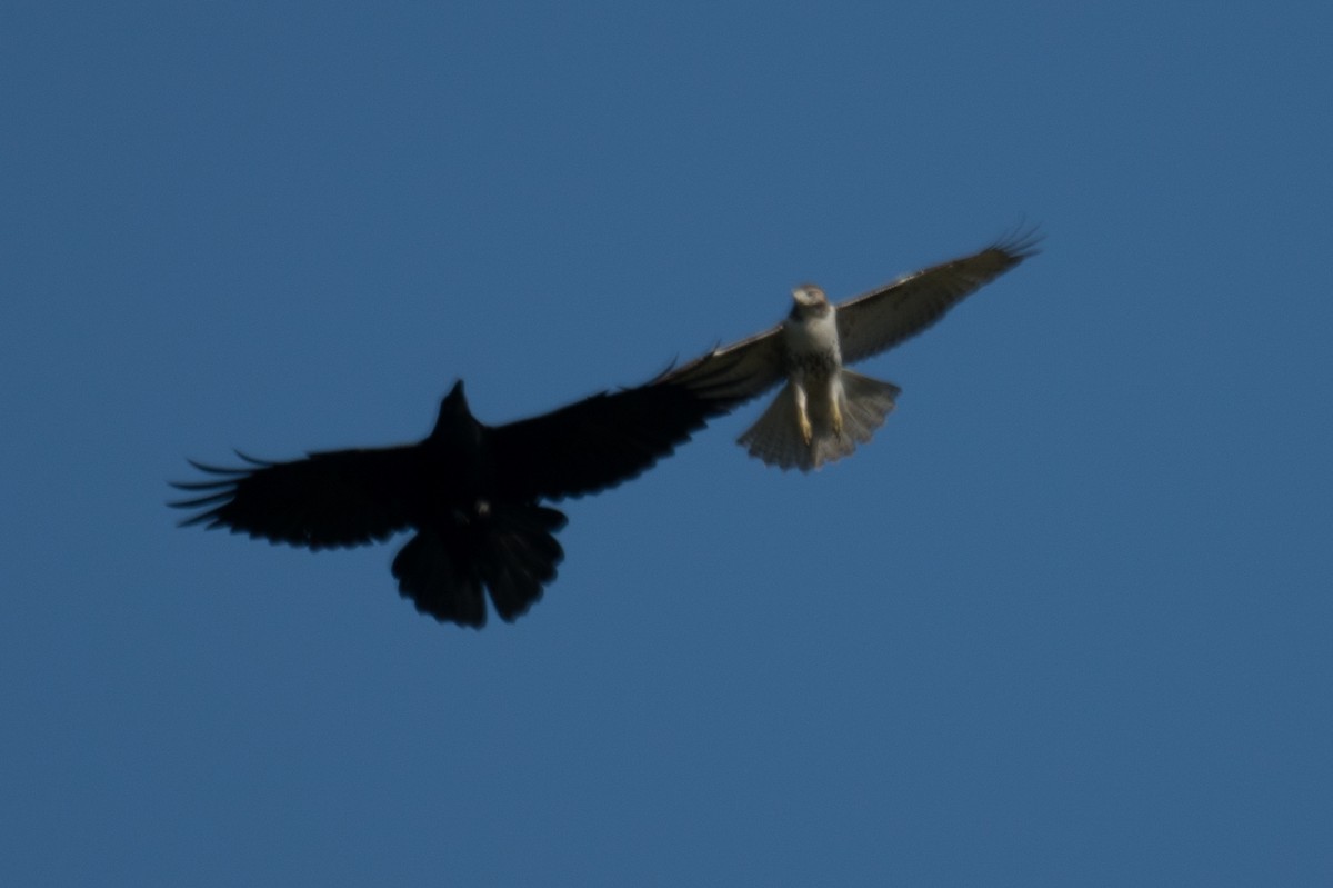 Common Raven - ML642831249