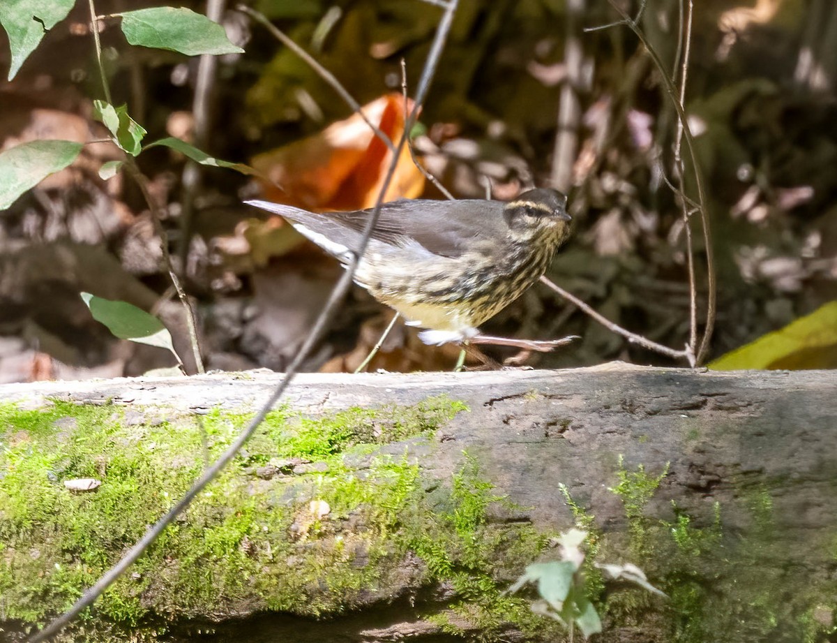 Northern Waterthrush - ML642831252