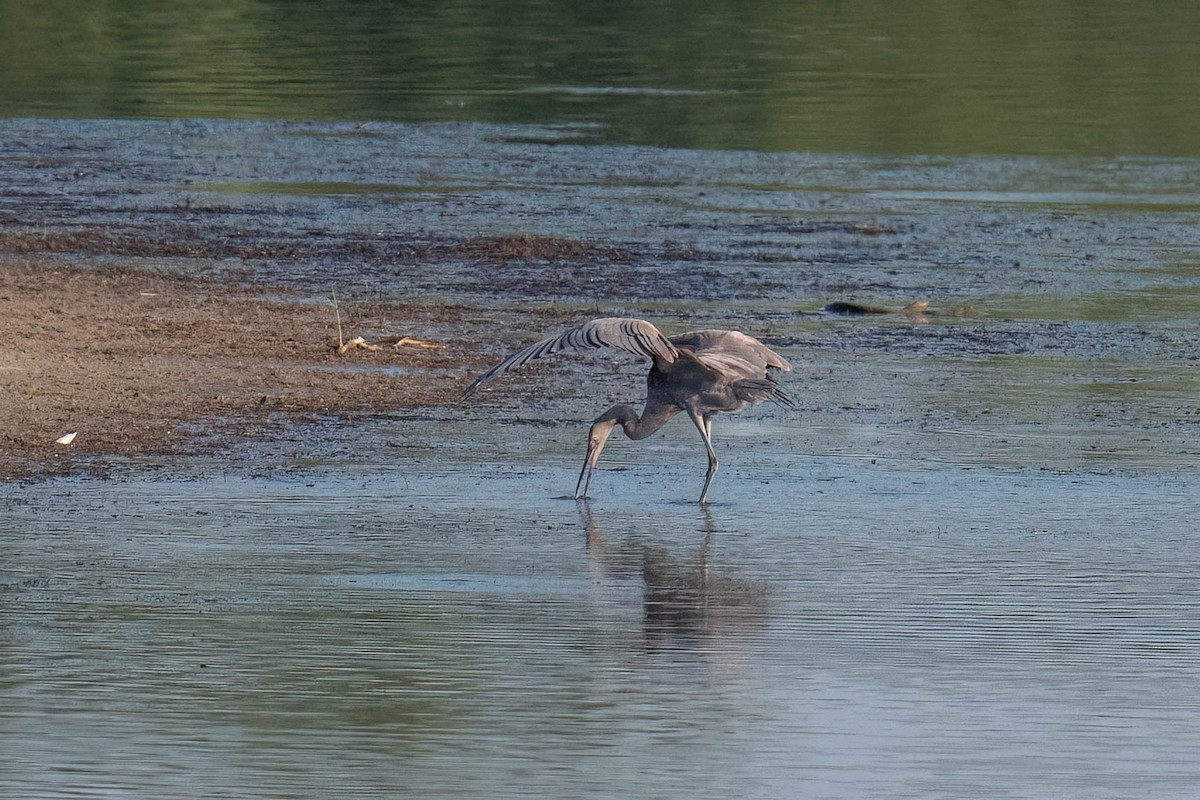 Reddish Egret - ML642831253