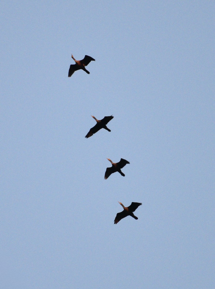 Double-crested Cormorant - ML642831255