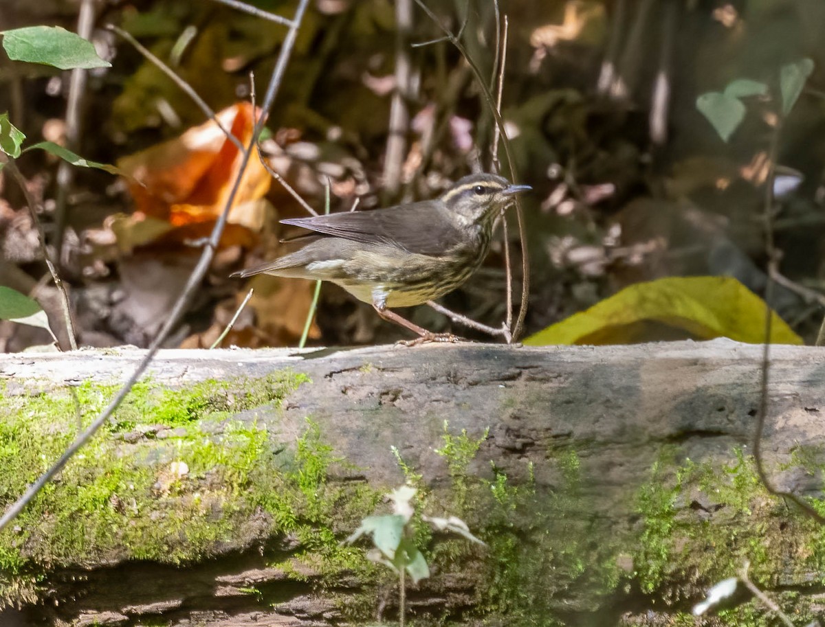 Northern Waterthrush - ML642831261