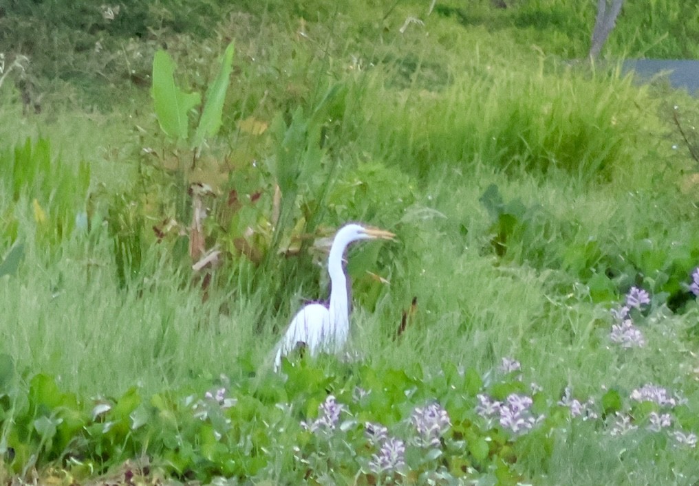 Great Egret - ML642831262