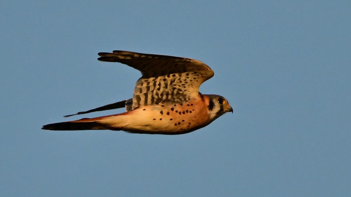 American Kestrel - ML642831264