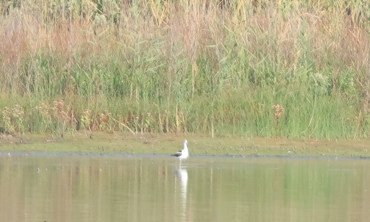 American Avocet - ML642831266