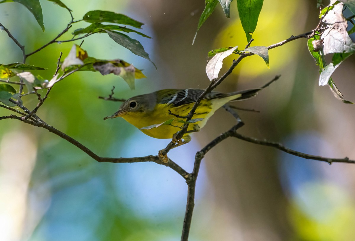 Magnolia Warbler - ML642831267