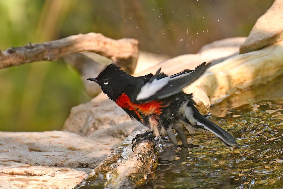 Painted Redstart - ML642831268