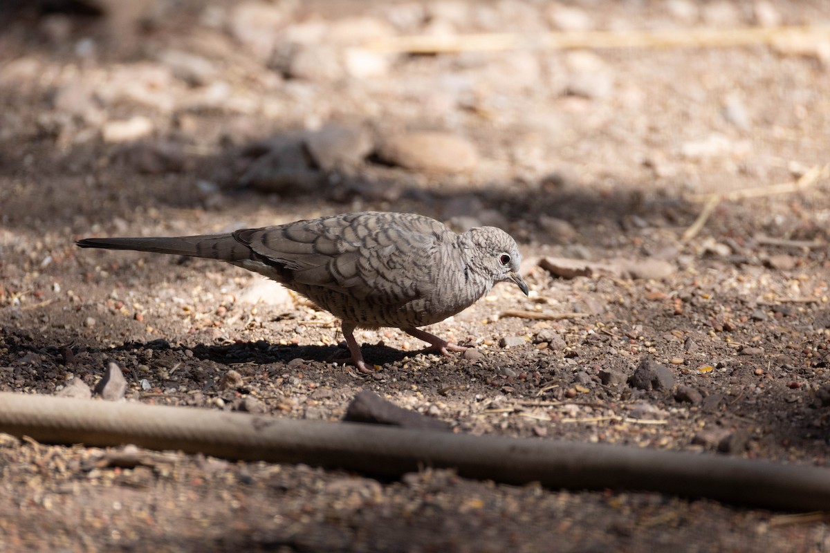 Inca Dove - ML642831269