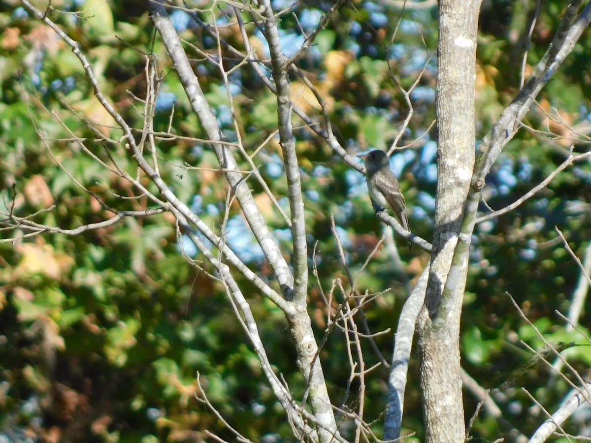 Eastern Wood-Pewee - ML642831270