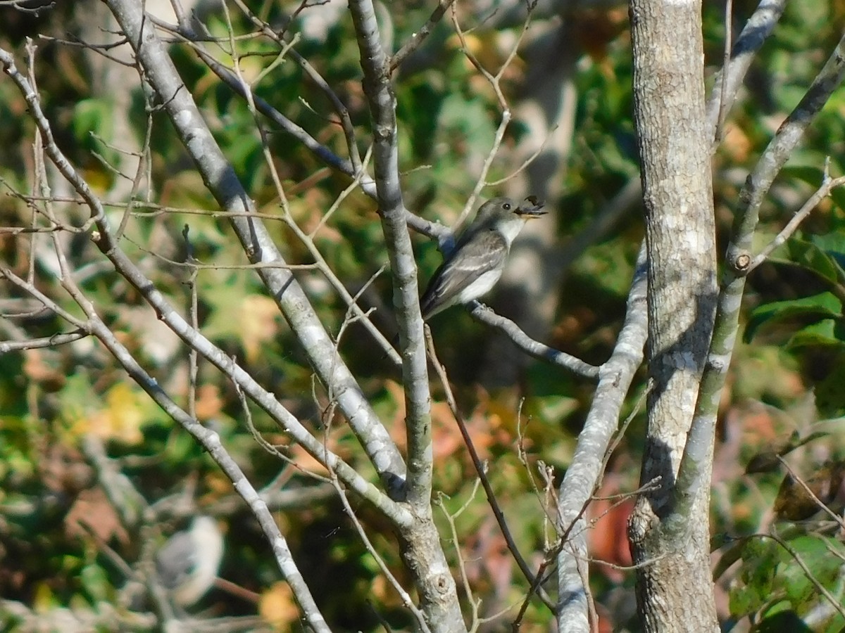 Eastern Wood-Pewee - ML642831271