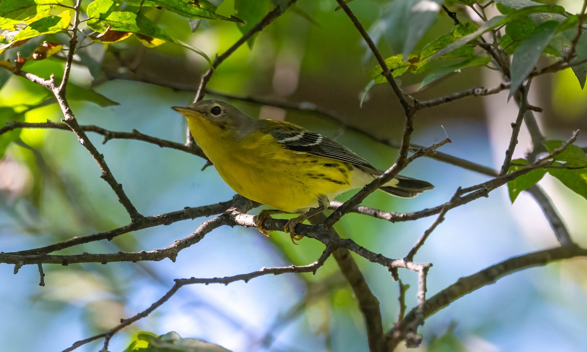 Magnolia Warbler - ML642831272