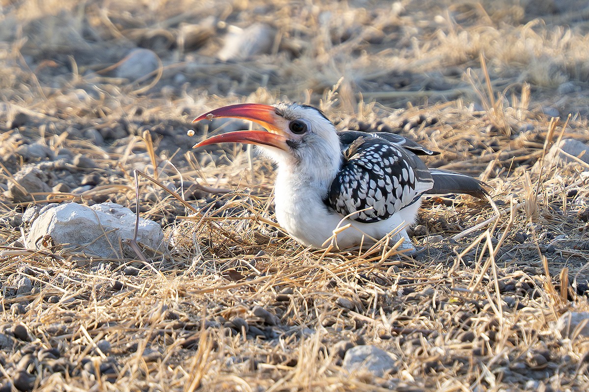Northern Red-billed Hornbill - ML642831273