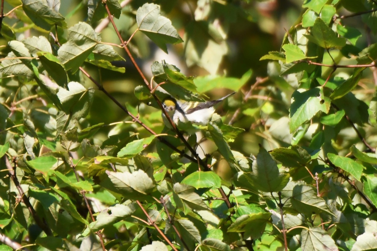 Chestnut-sided Warbler - ML642831276