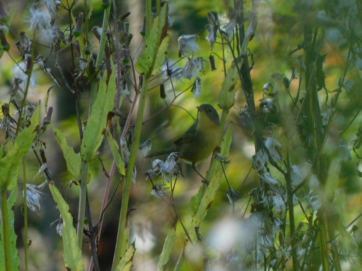 Common Yellowthroat - ML642831279