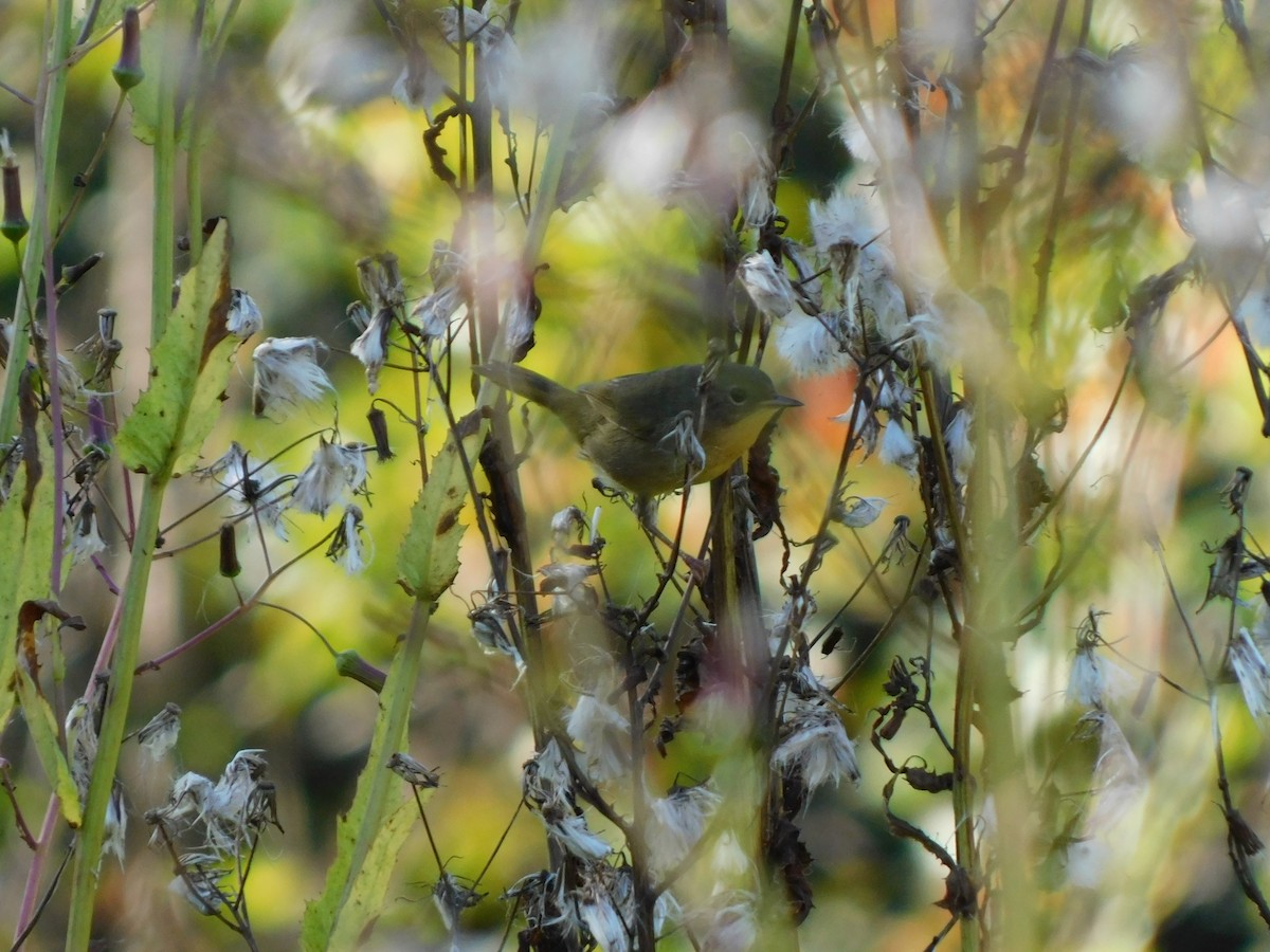 Common Yellowthroat - ML642831280