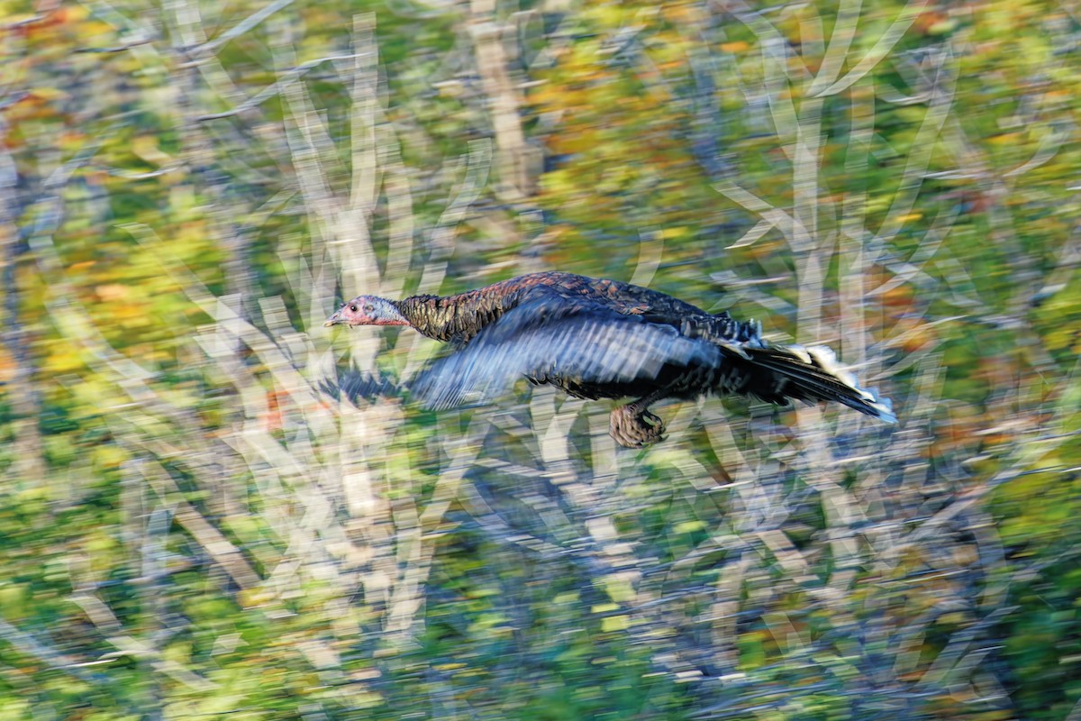 Wild Turkey - ML642831287