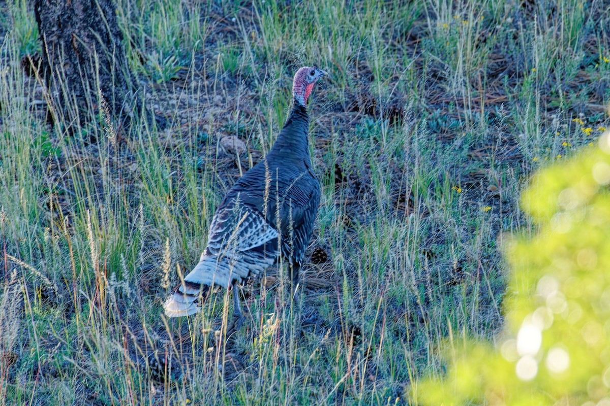 Wild Turkey - ML642831288