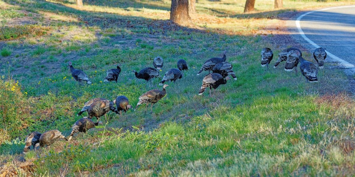 Wild Turkey - ML642831289