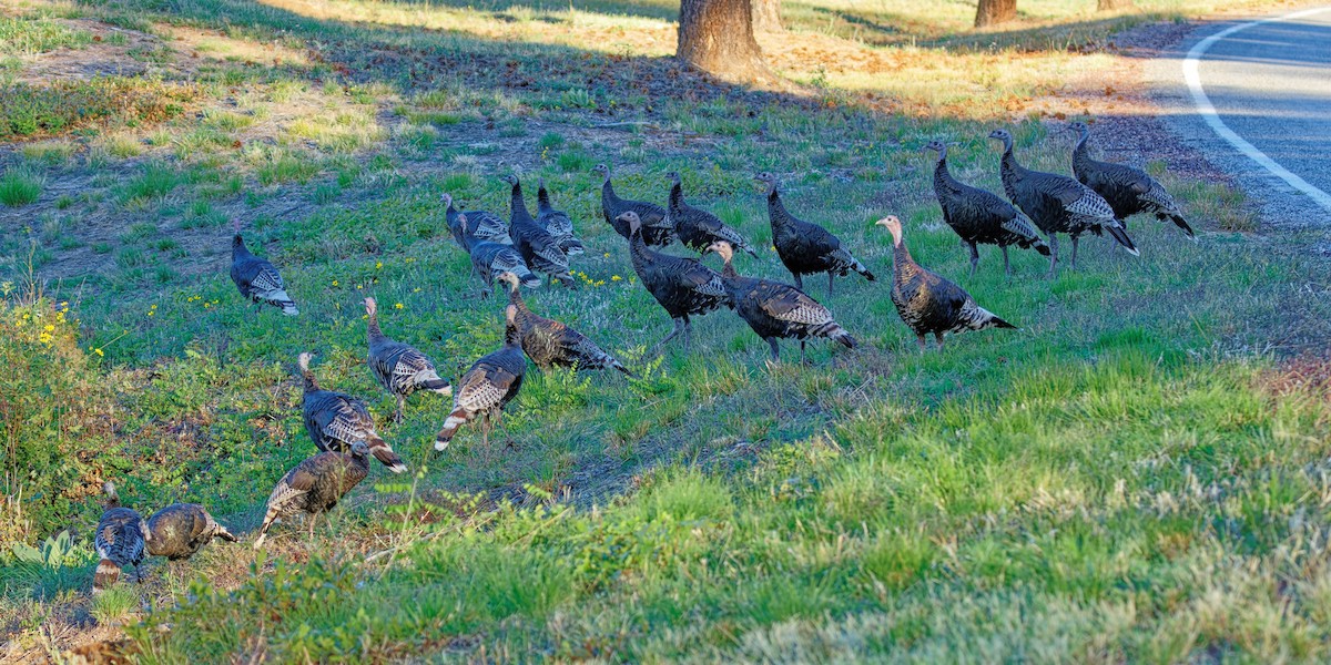 Wild Turkey - ML642831290