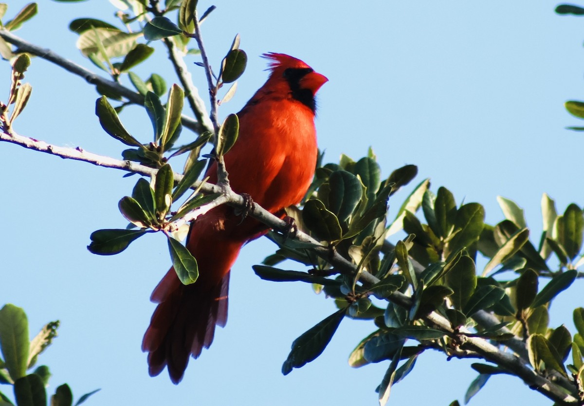 Northern Cardinal - ML642831294