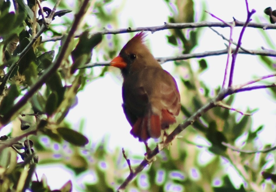 Northern Cardinal - ML642831296