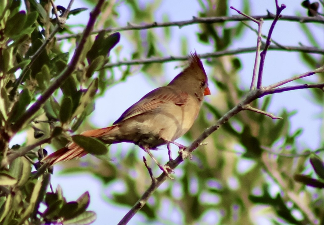 Northern Cardinal - ML642831297