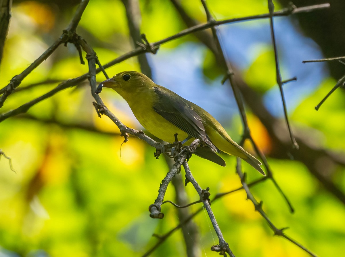 Scarlet Tanager - ML642831298