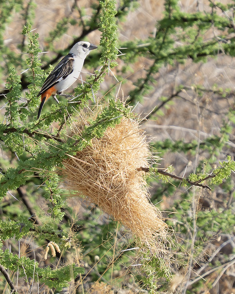 White-headed Buffalo-Weaver - ML642831303
